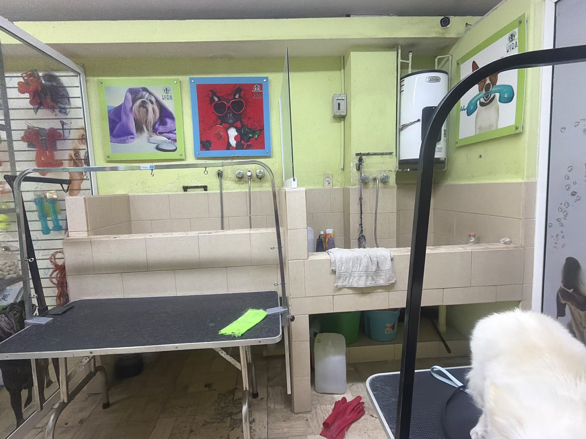 Estética Canina Kira
